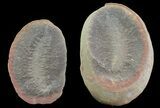 Fossundecima Fossil Worm (Pos/Neg) - Mazon Creek #70578-1